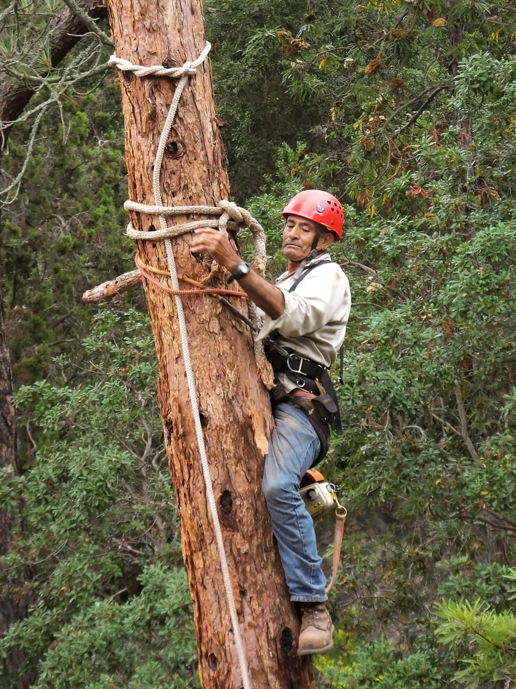 Giant Sequoia Removal