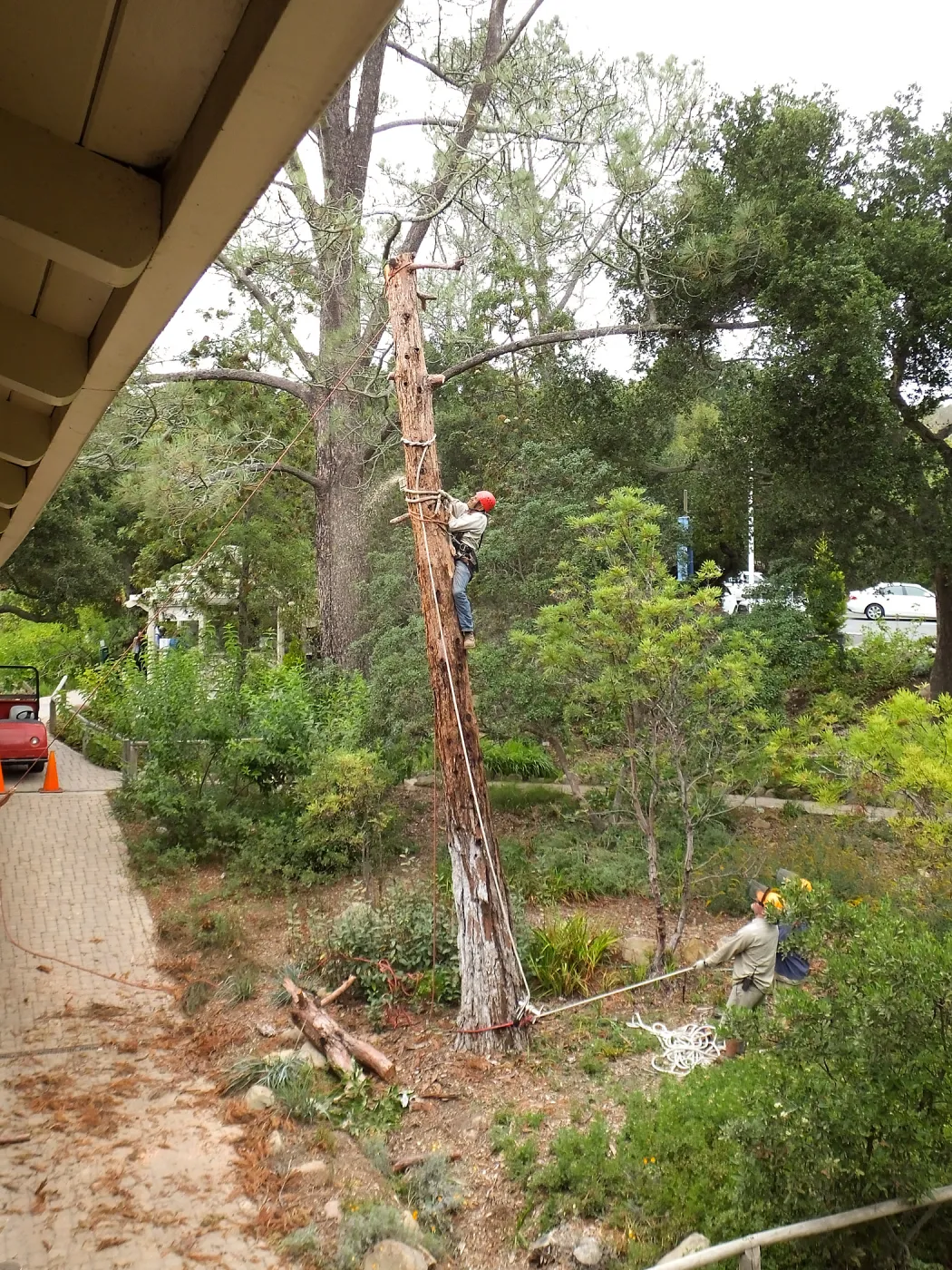 Giant Sequoia Removal