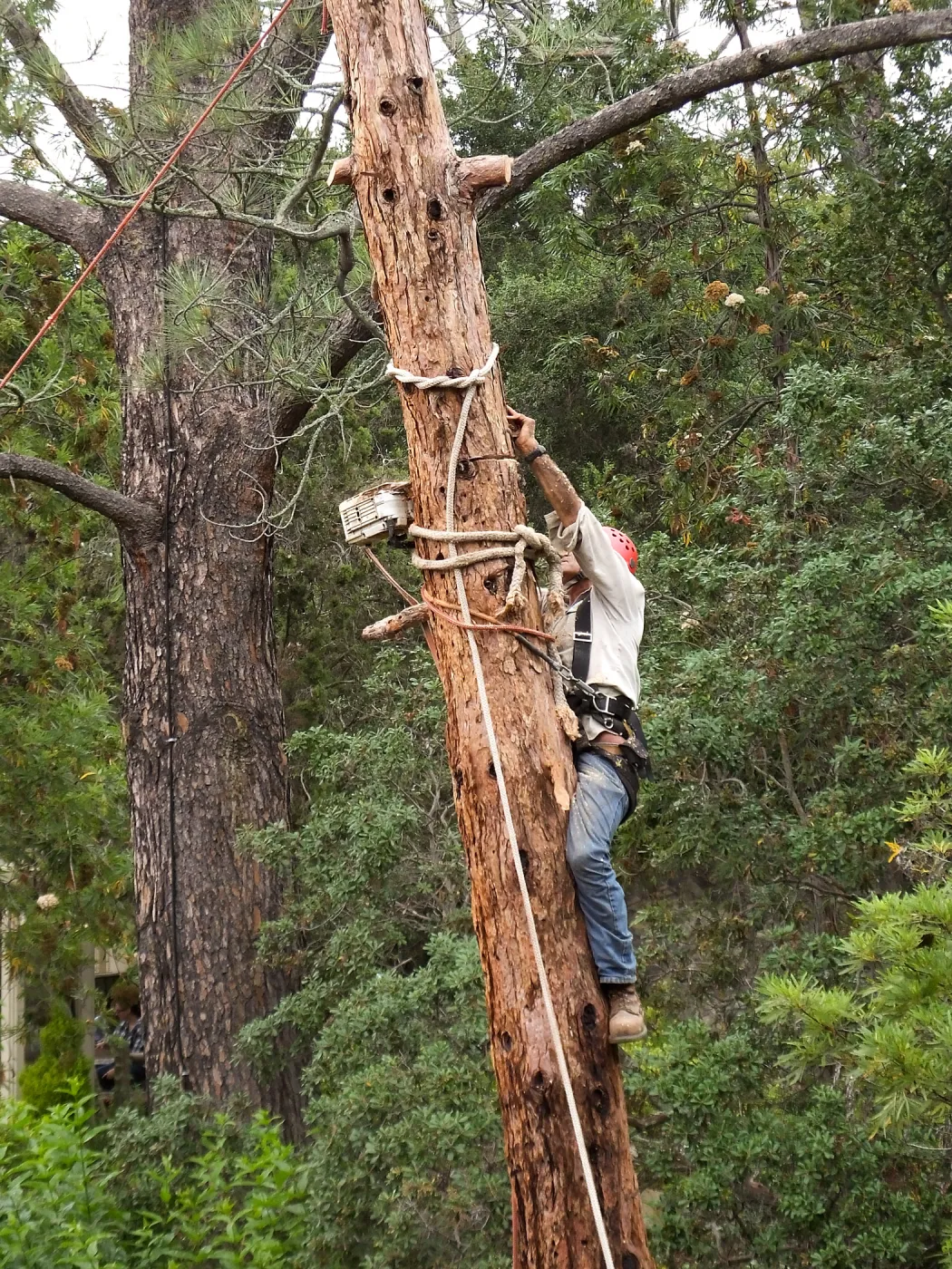 Giant Sequoia Removal