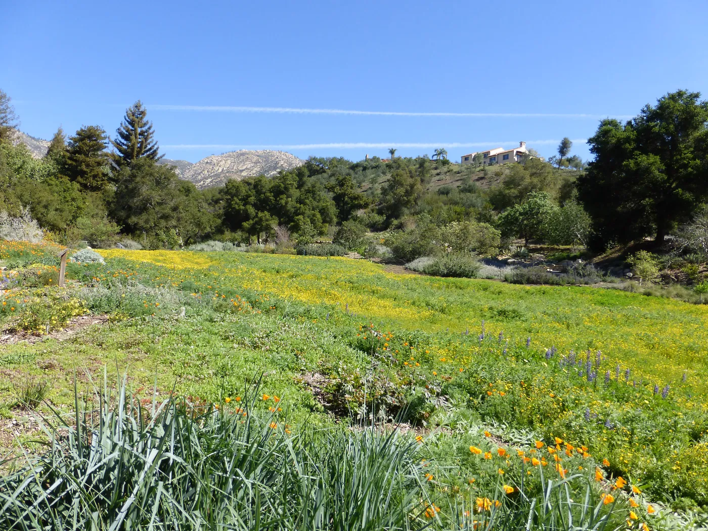 Wildflowers Starting to Bloom in Meadow
