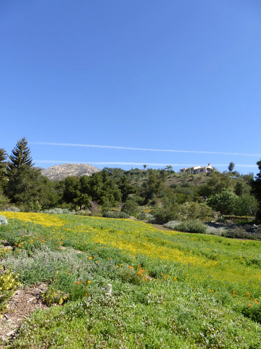 Wildflowers Starting to Bloom in Meadow