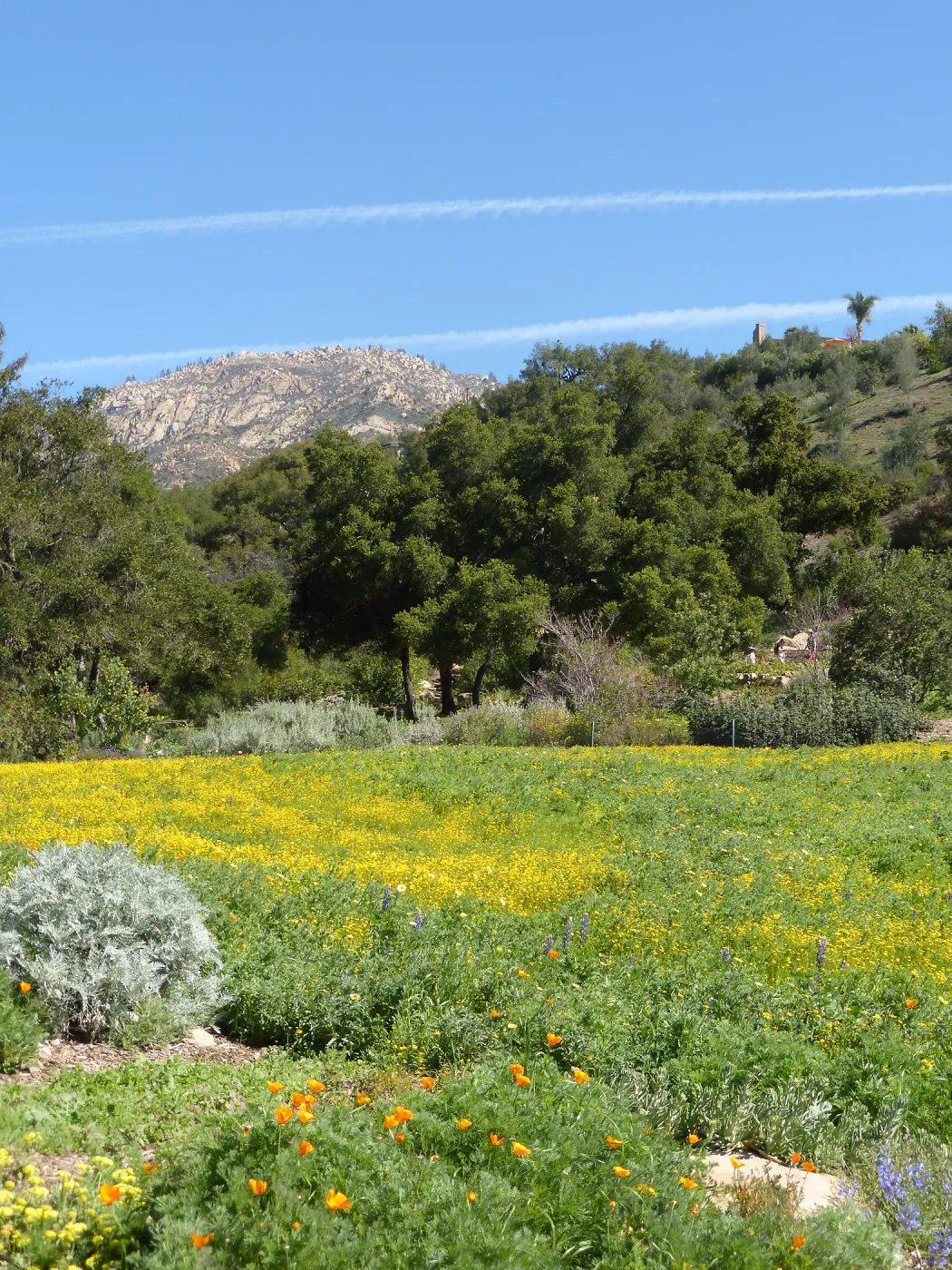 Wildflowers Starting to Bloom in Meadow