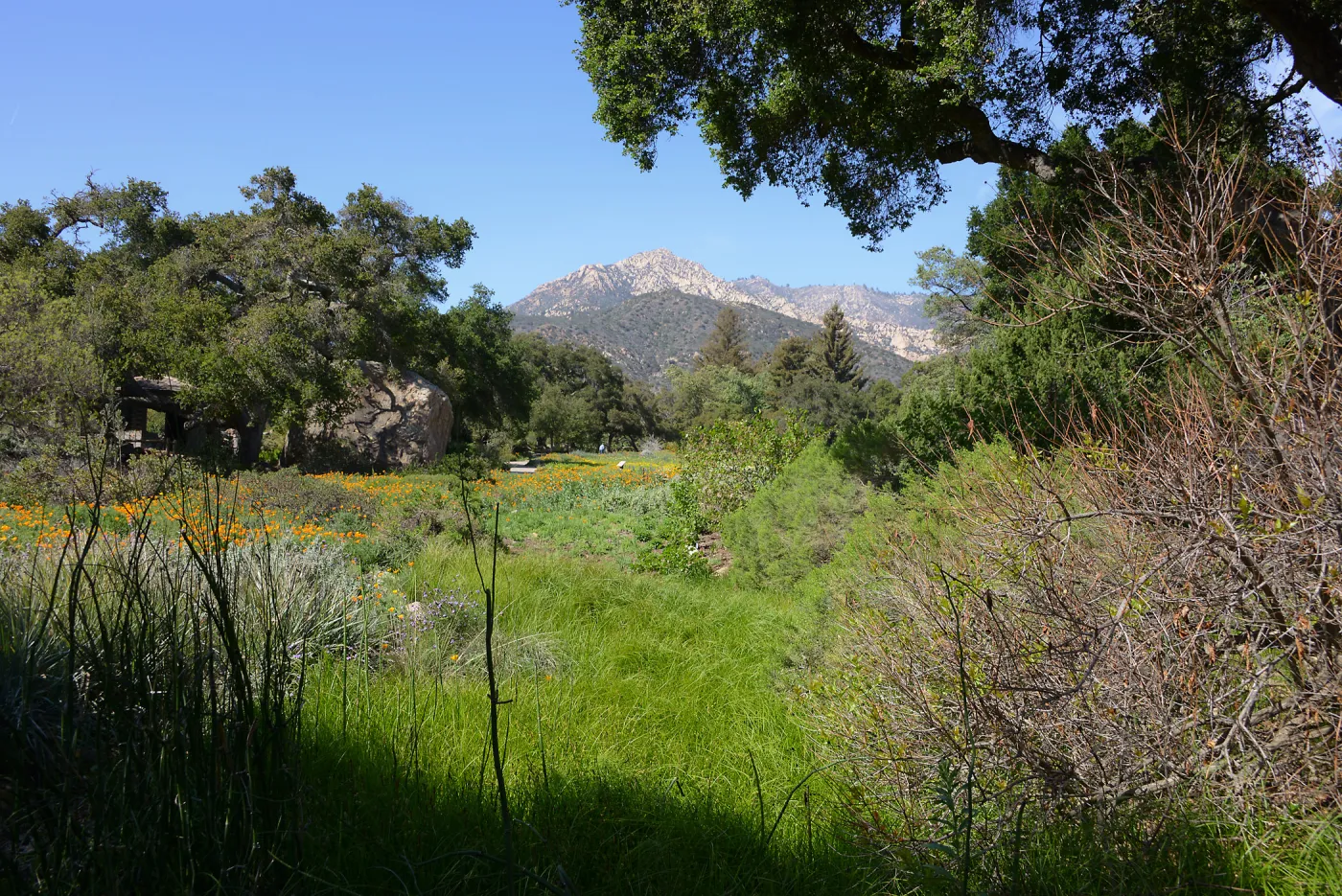 Meadow Revival Project 2014 Spring Wildflower Display