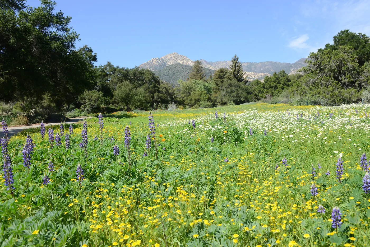 Meadow Revival Project 2014 Spring Wildflower Display