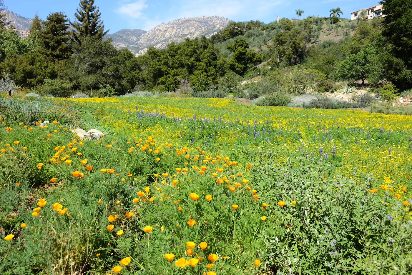 Meadow Revival Project 2014 Spring Wildflower Display