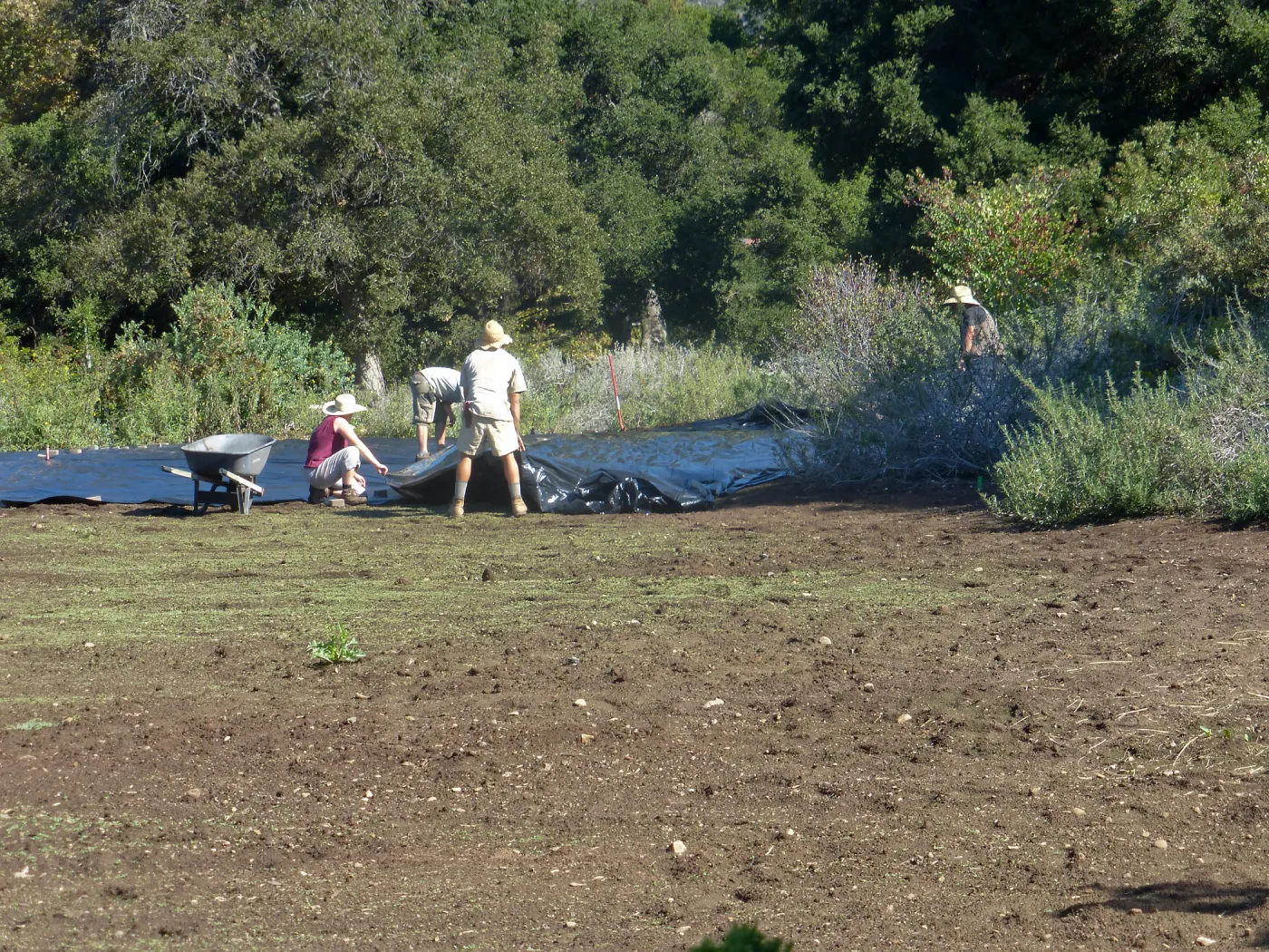 Meadow Revival Project Black Plastic Mulch Installation