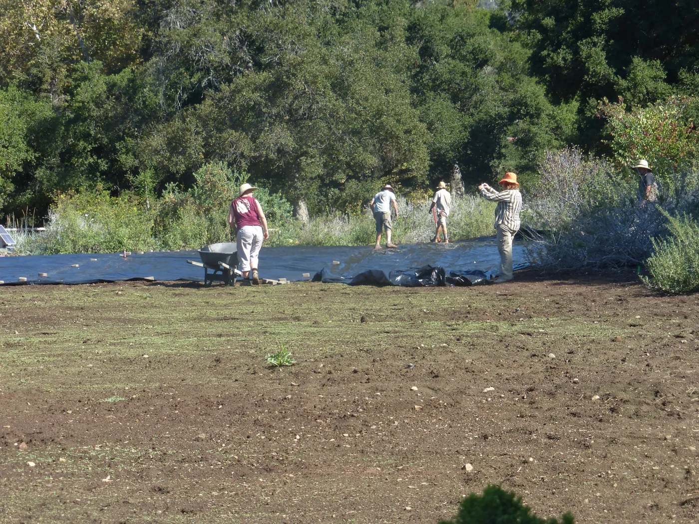 Meadow Revival Project Black Plastic Mulch Installation