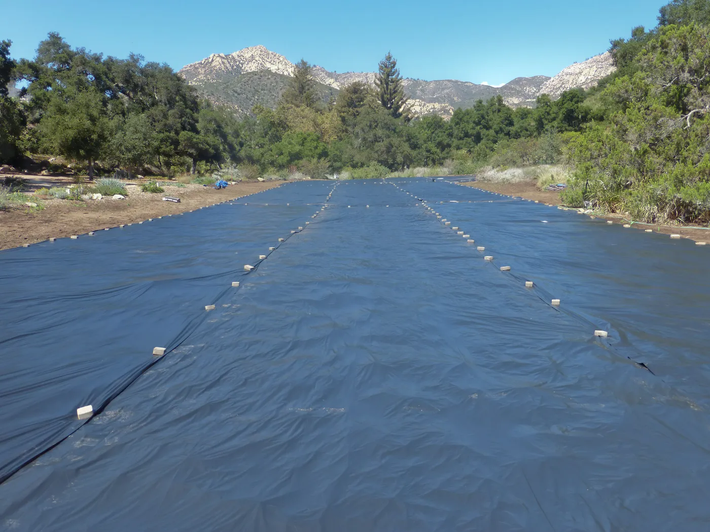Meadow Revival Project Black Plastic Mulch Installation