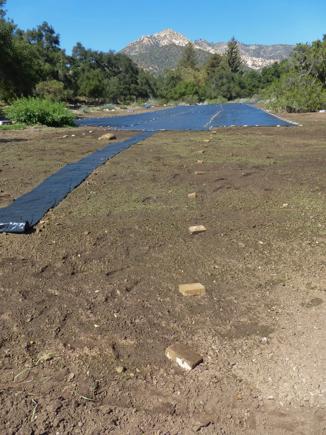 Meadow Revival Project Black Plastic Mulch Installation