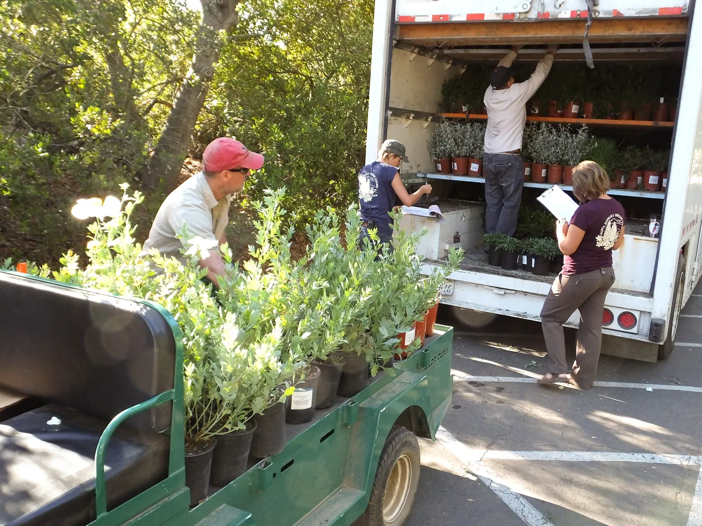 Fall Plant Sale 2014 Preparations