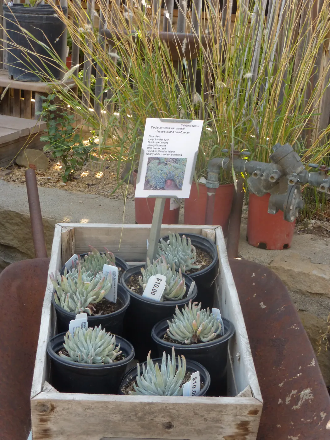 Fall Plant Sale 2014 Member Preview Party