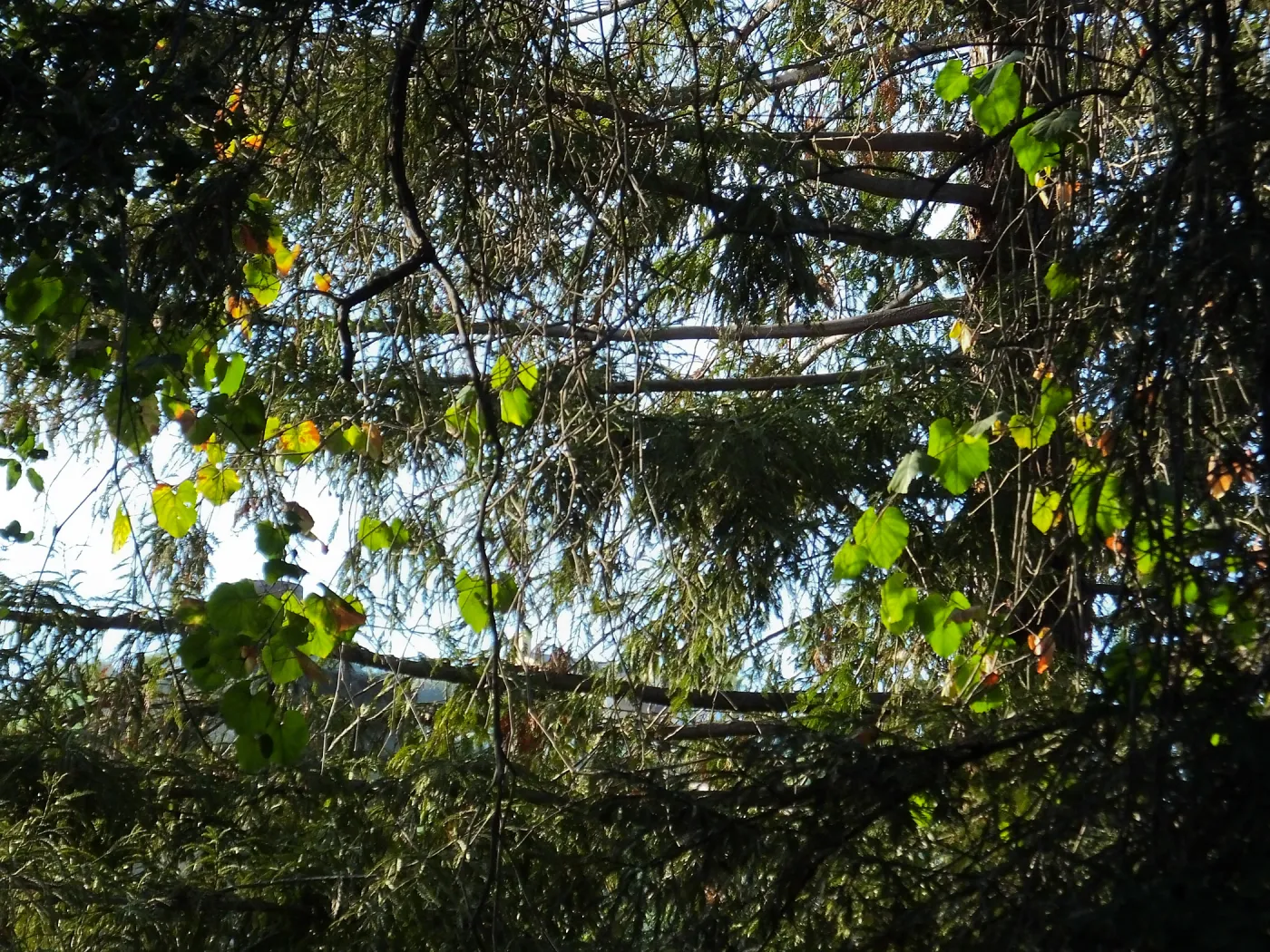 California Grape in Coast Redwood