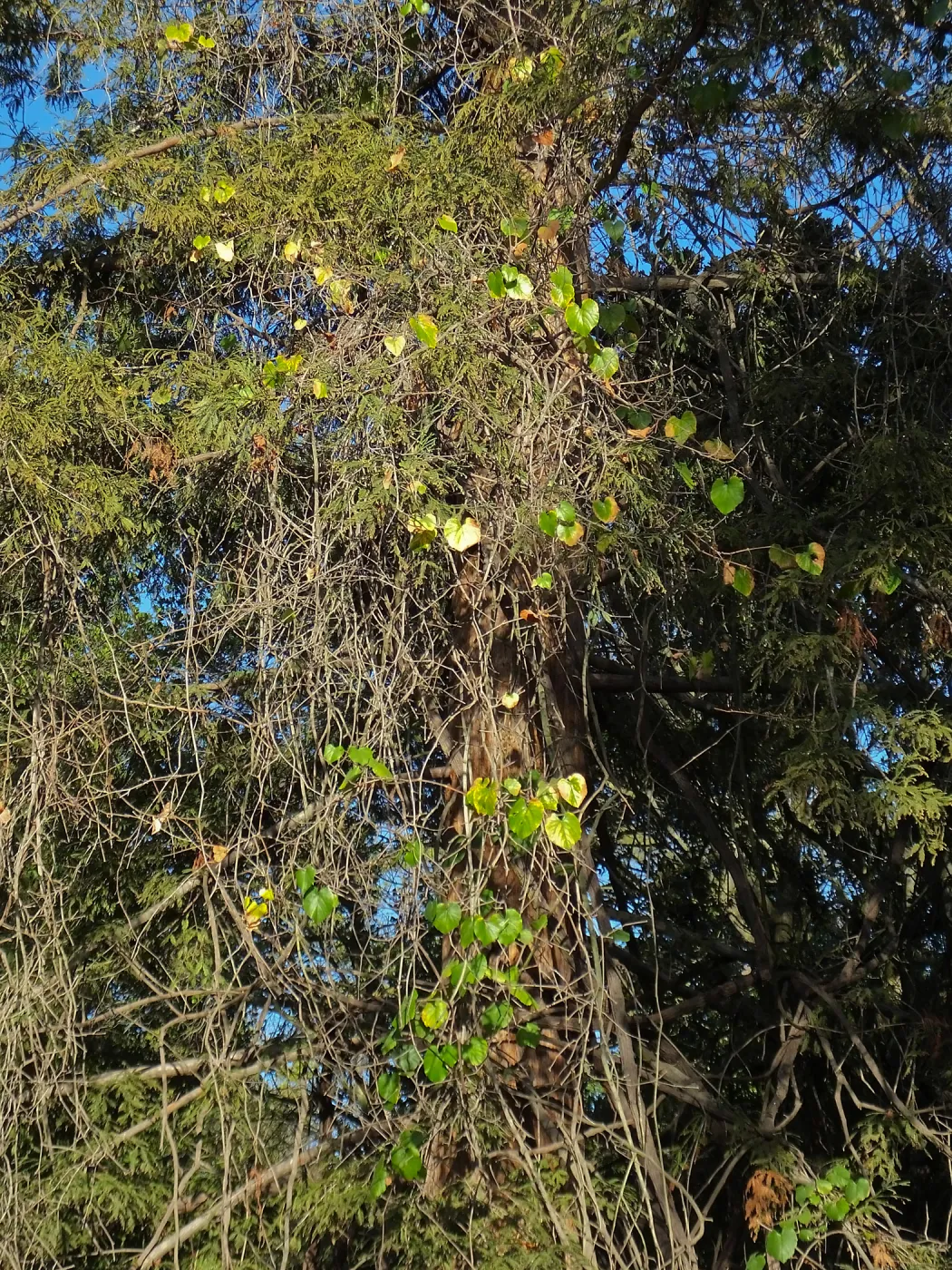 California Grape in Coast Redwood
