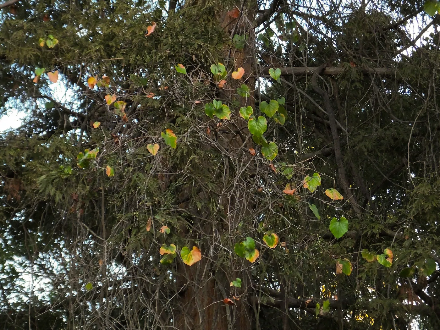 California Grape in Coast Redwood