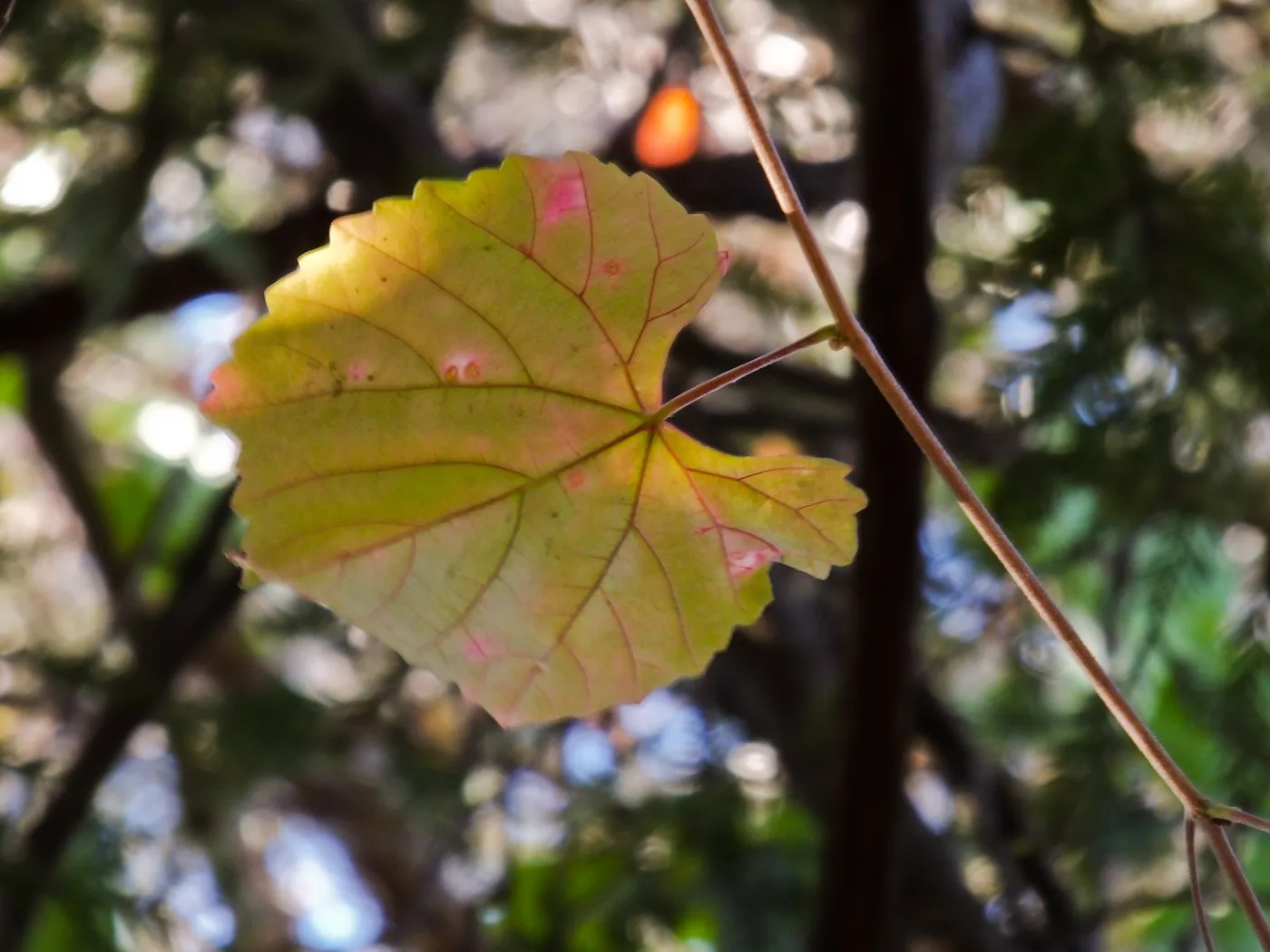 California Grape in Coast Redwood