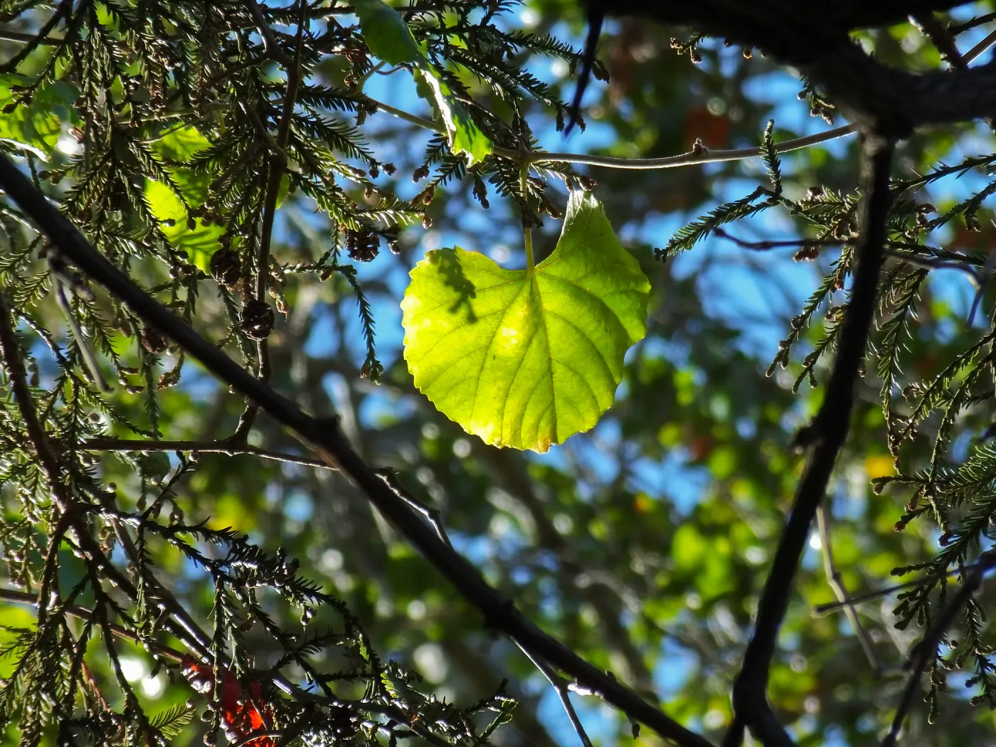 California Grape in Coast Redwood