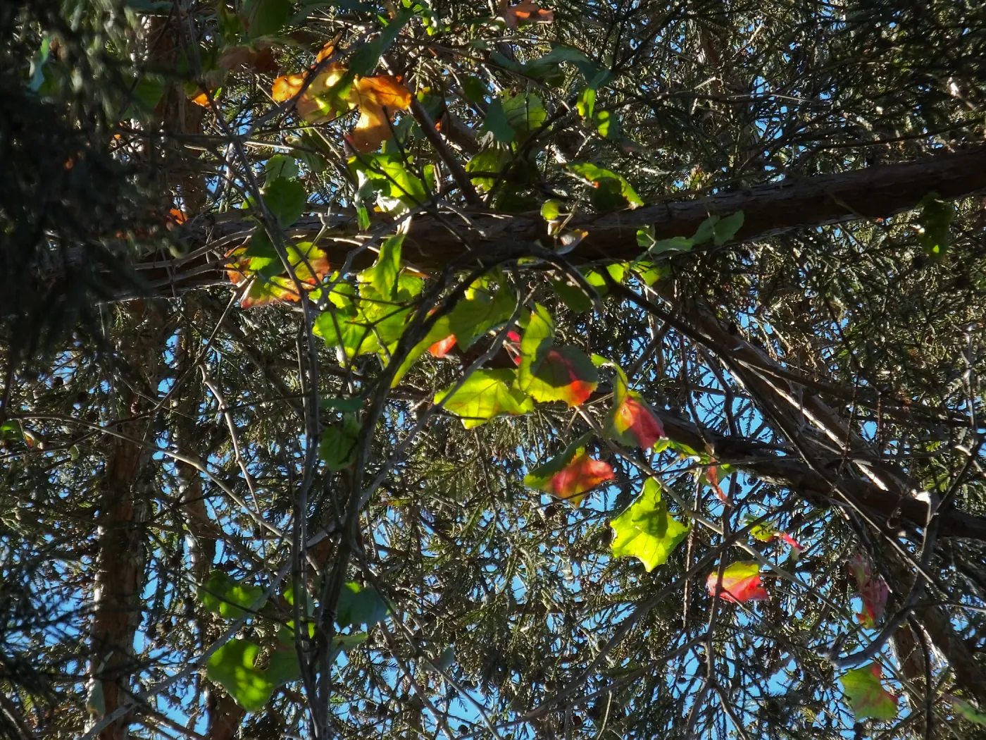 California Grape in Coast Redwood