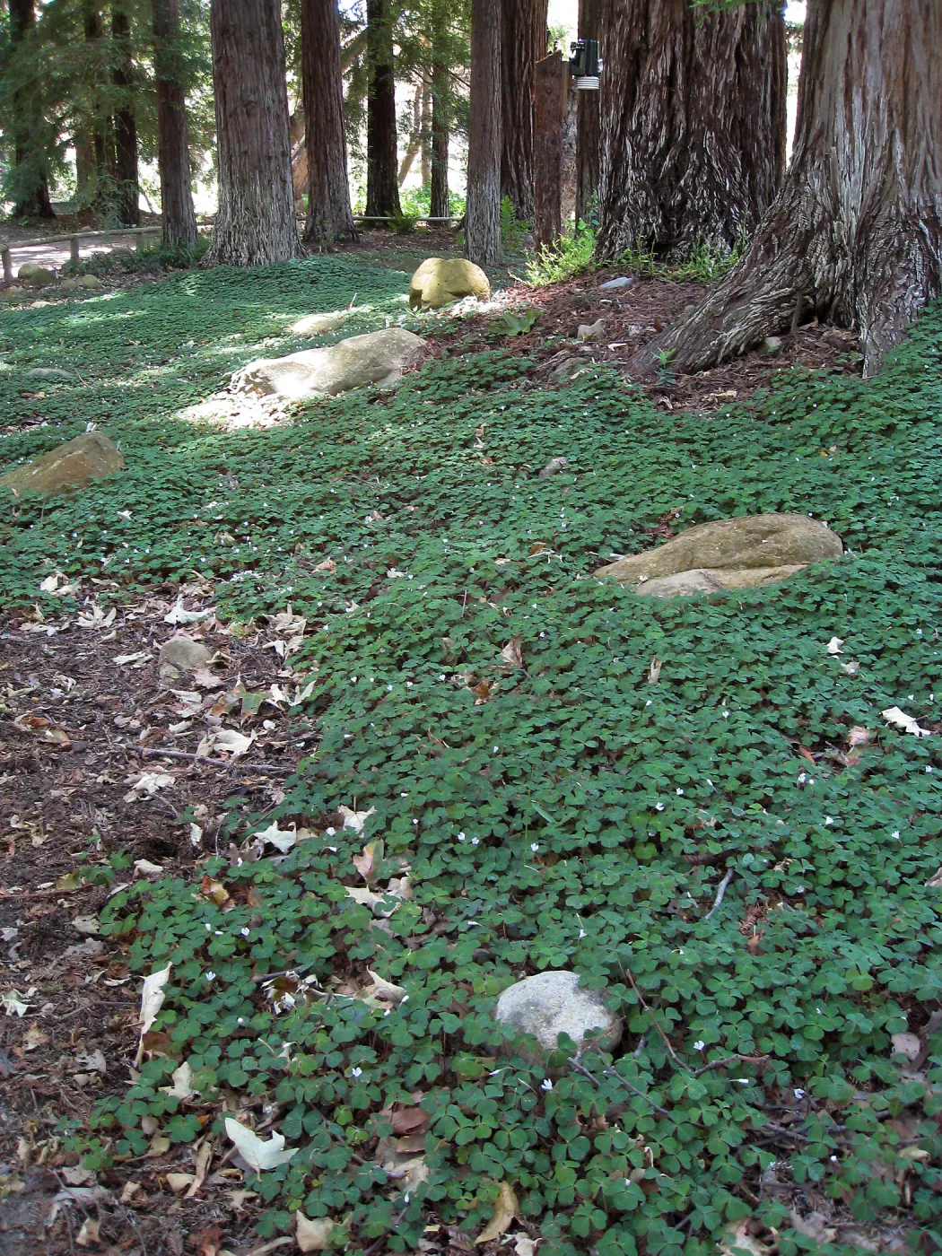 Redwood sorrel recovery with new irrigation