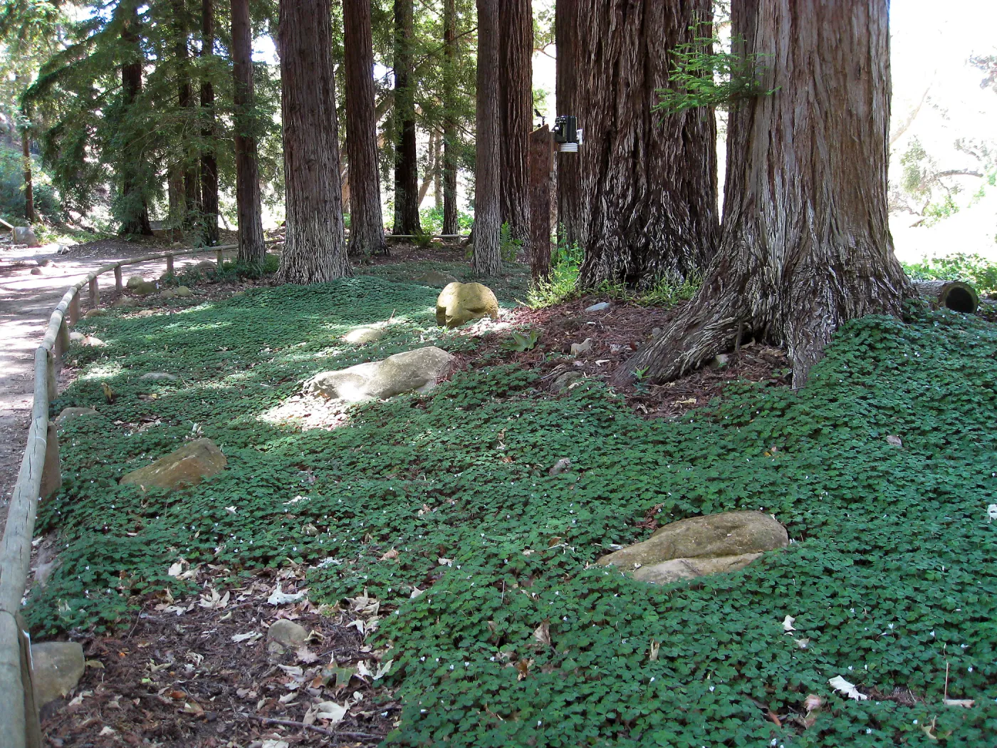 Redwood sorrel recovery with new irrigation