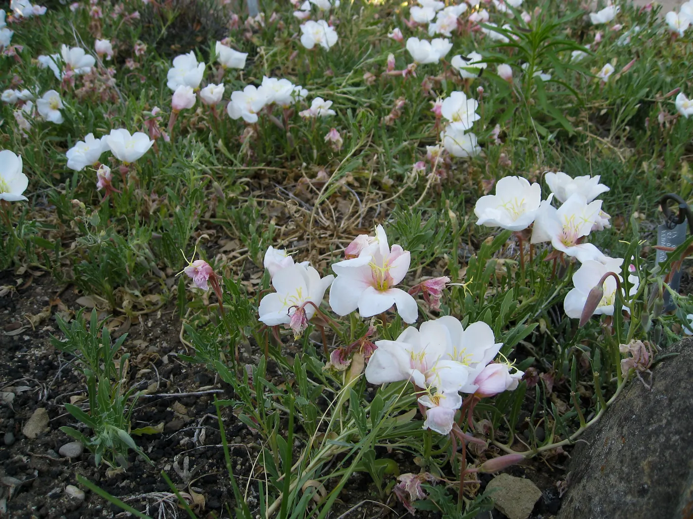 Evening-primrose blooming at front of Desert Section