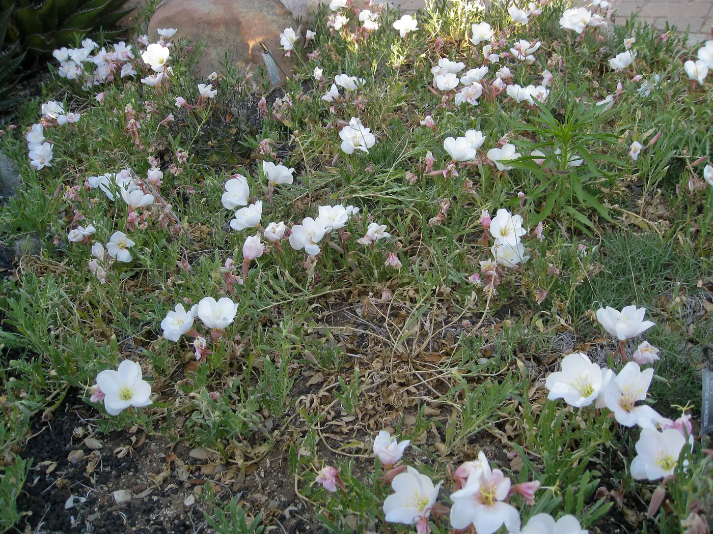 Evening-primrose blooming at front of Desert Section