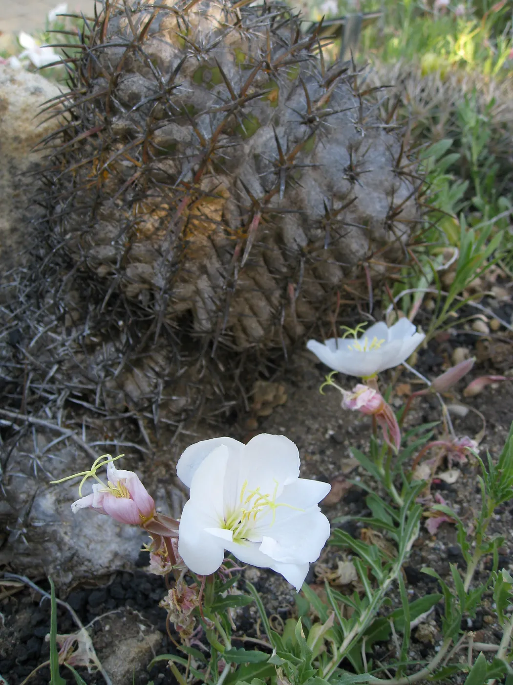 Ferocactus viridescens in Desert Section