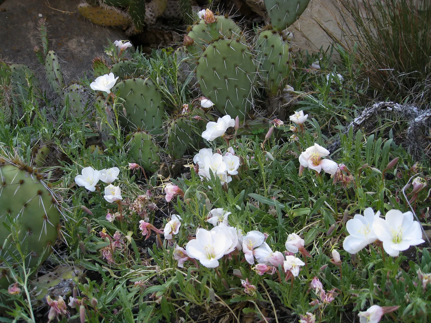 Evening-primrose in Desert Section