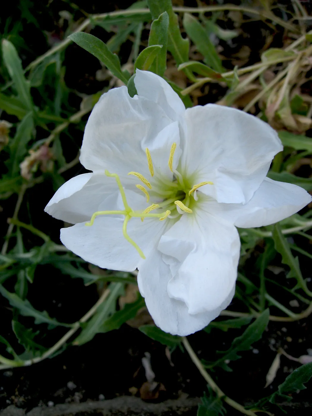 Evening-primrose in Desert Section