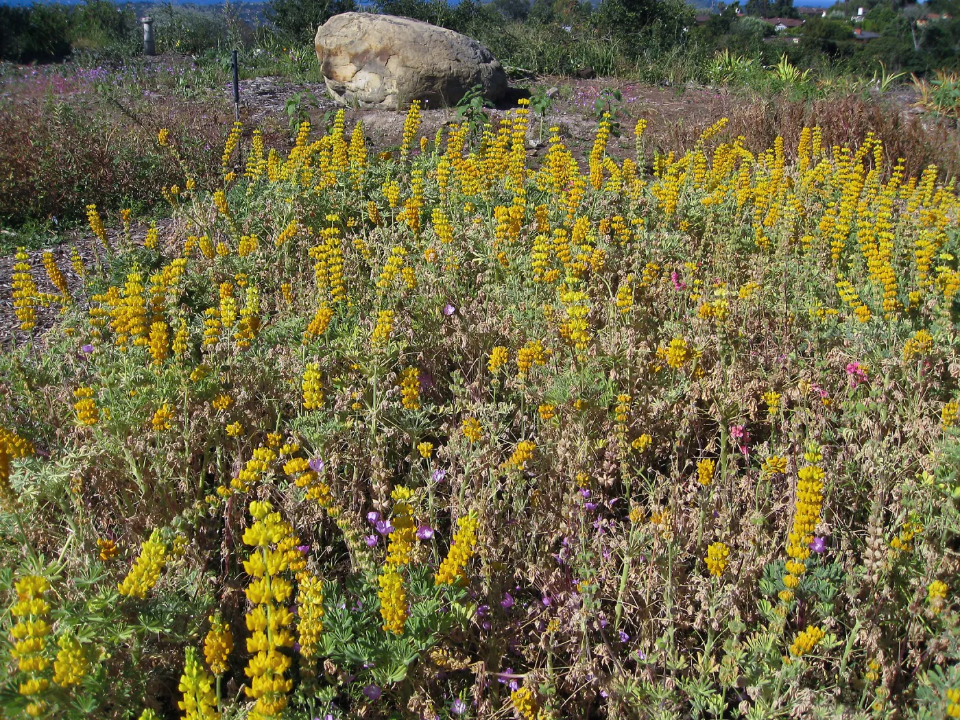 Lupinus (lupine) Ed Gedling at Gane site