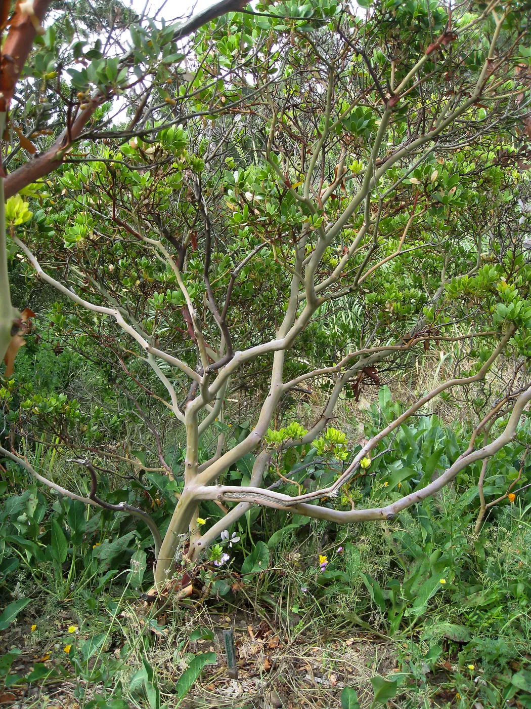 Arctostaphylos 'Canyon Sparkles' in the Meadow in poor condition