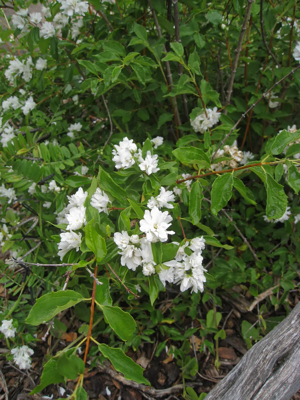 Philadelphus lewisii near picnic area