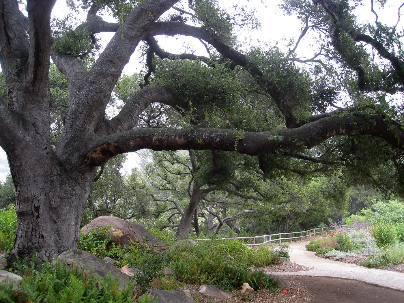 Meadow Oaks