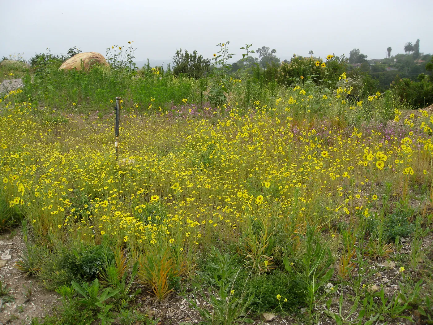Madia elegans at the Gane site