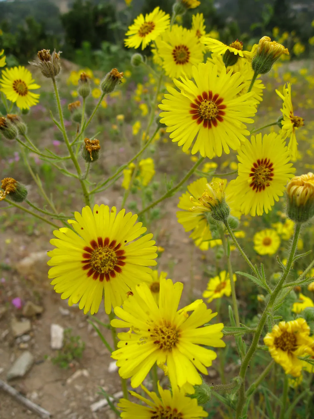 Madia elegans at the Gane site