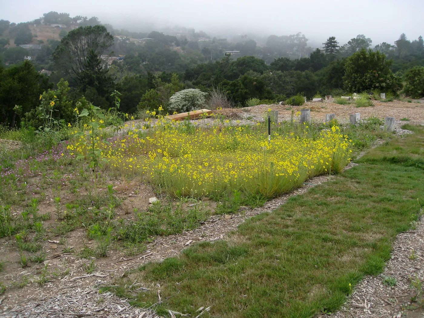Lawn trial at the Gane stie