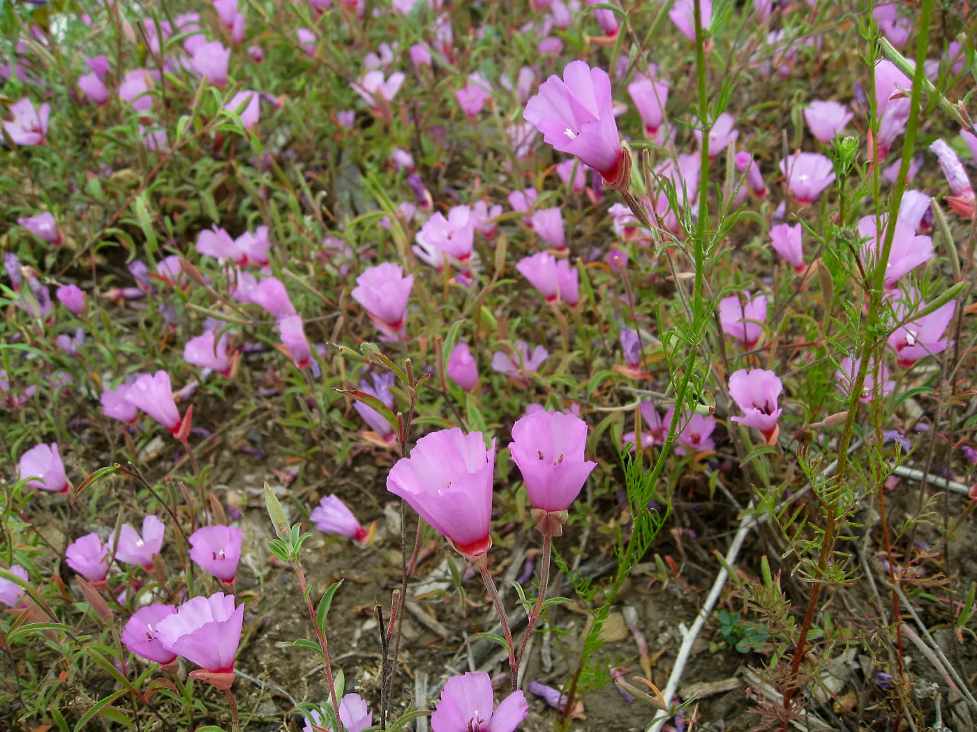 Clarkia rubicunda at the Gane site