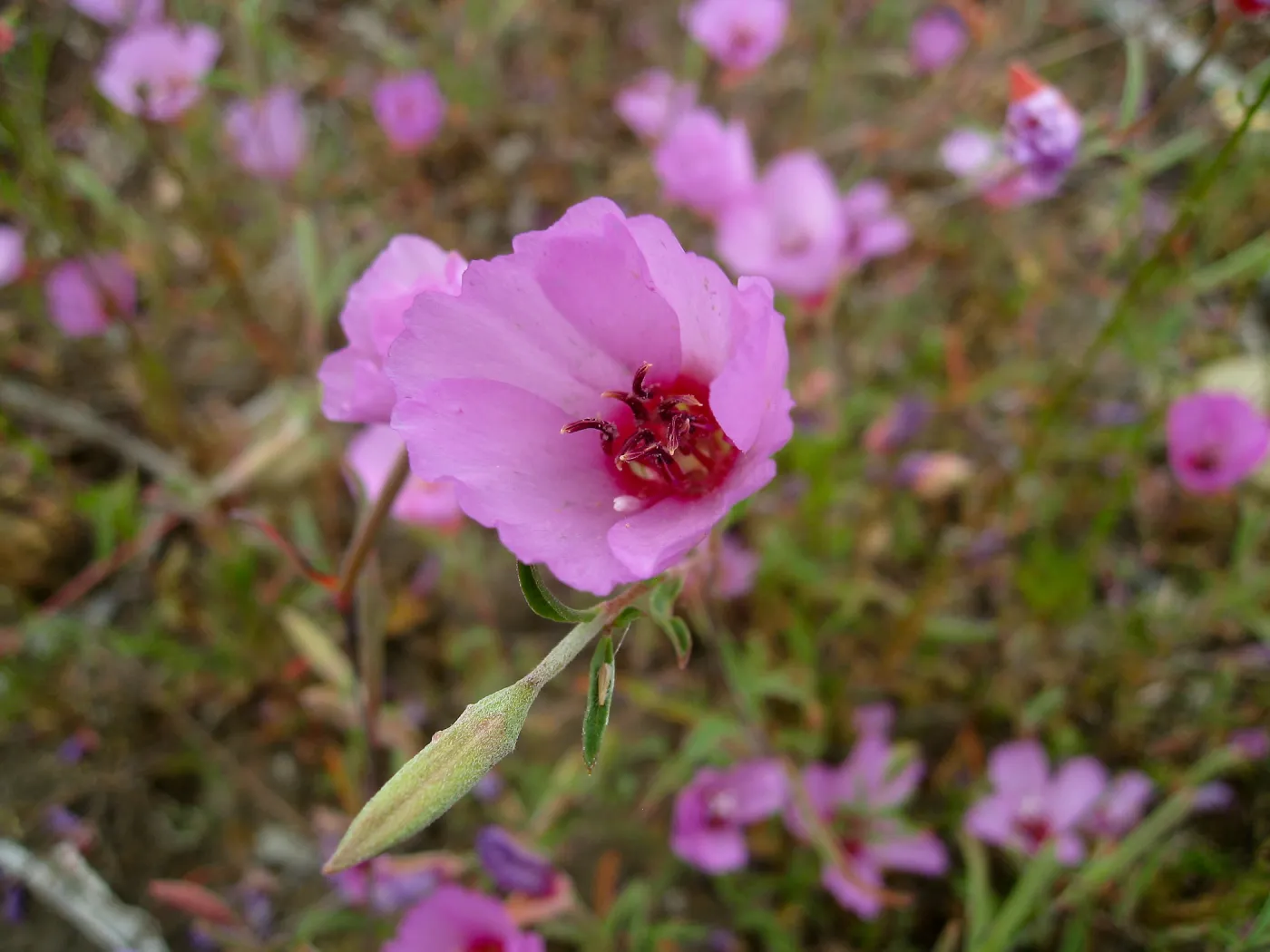 Clarkia rubicunda at the Gane site