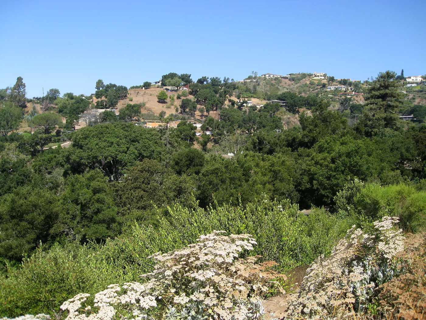 Eriogonum giganteum at the Gane site