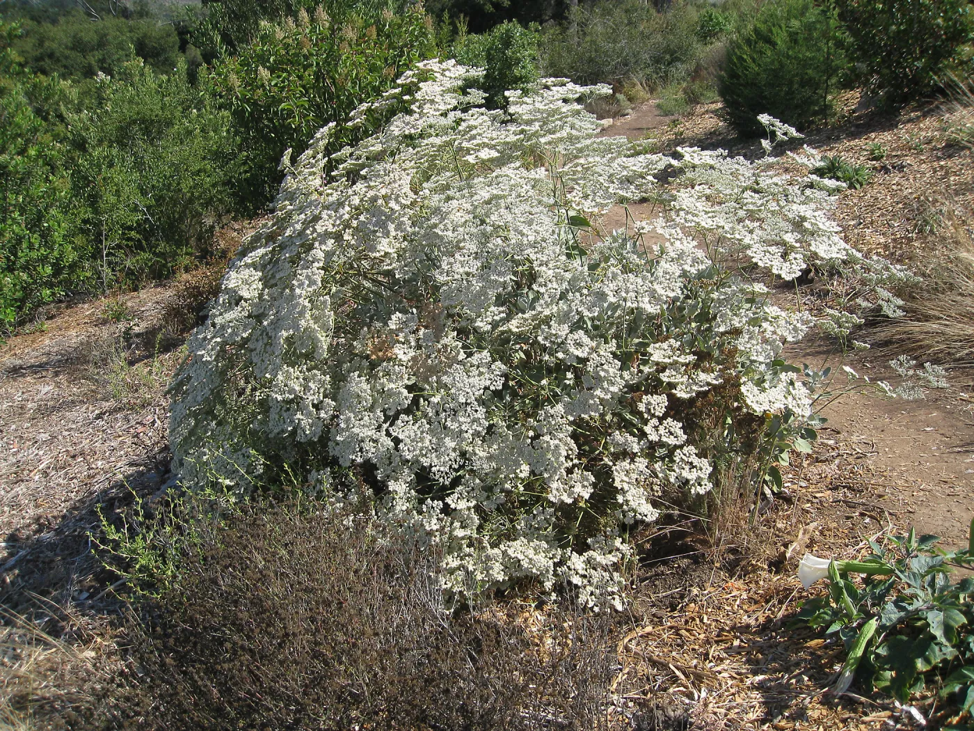Eriogonum giganteum at the Gane site