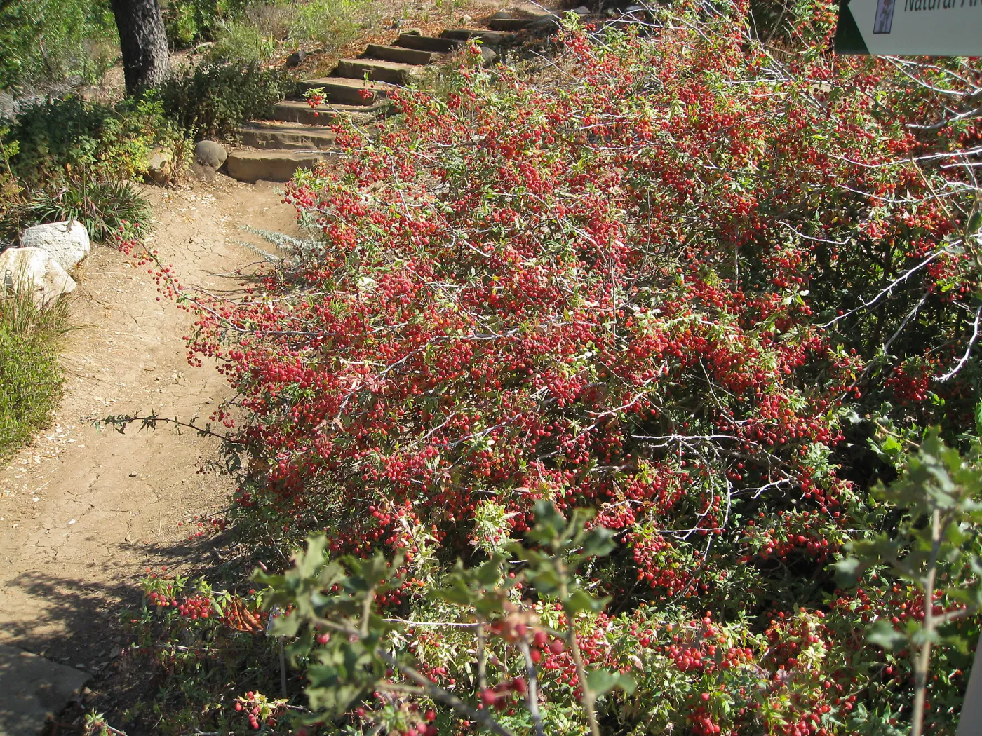 Berberis nevinii in fruit on Porter Trail