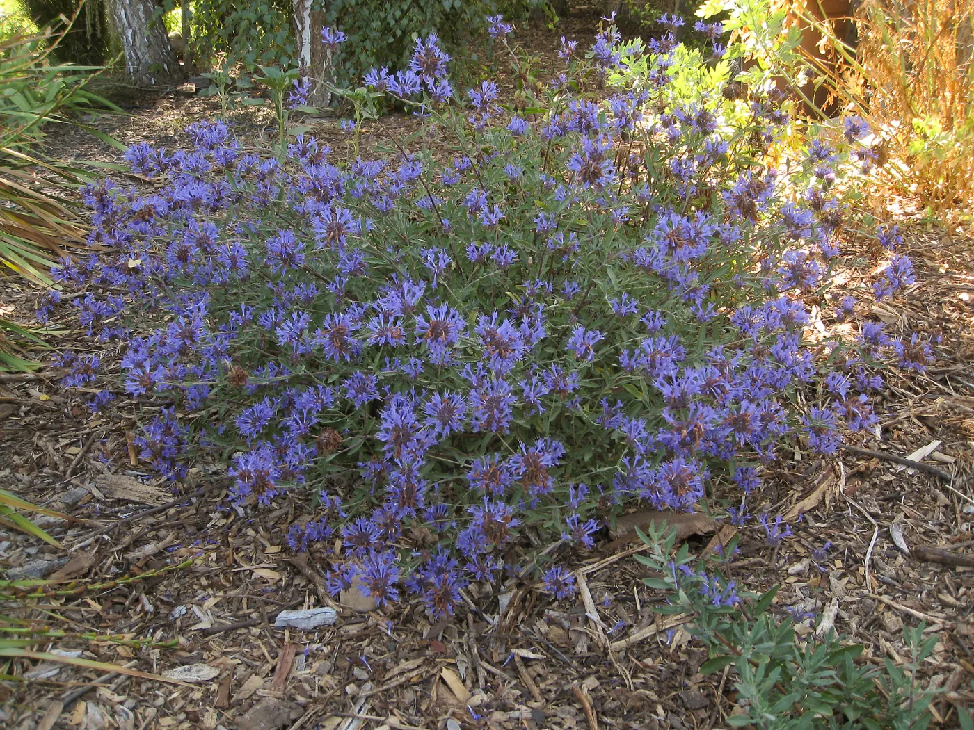 Salvia 'Arroyo Azul'