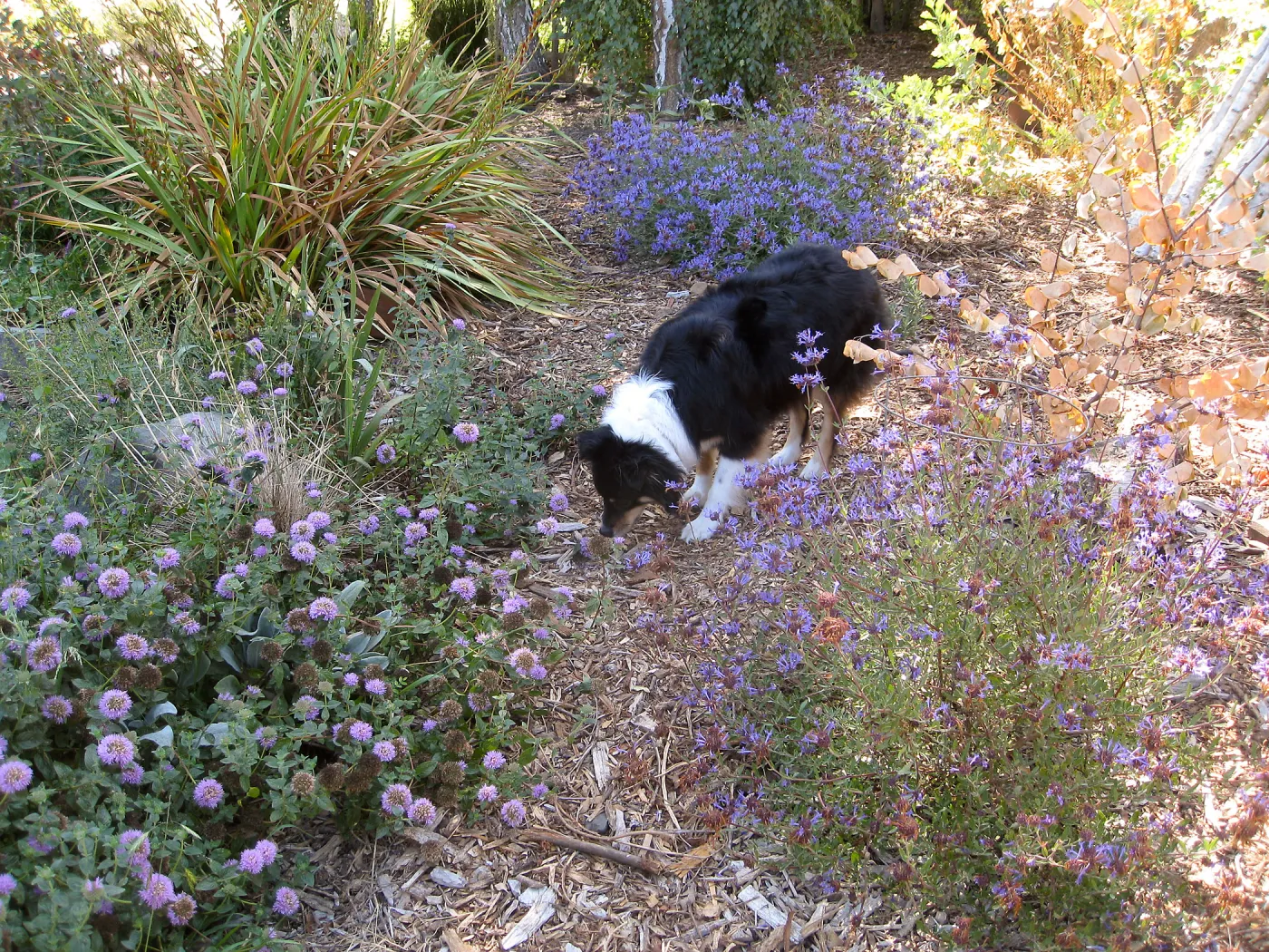 Monardella 'Russian River', Salvia 'Arroyo Azul'