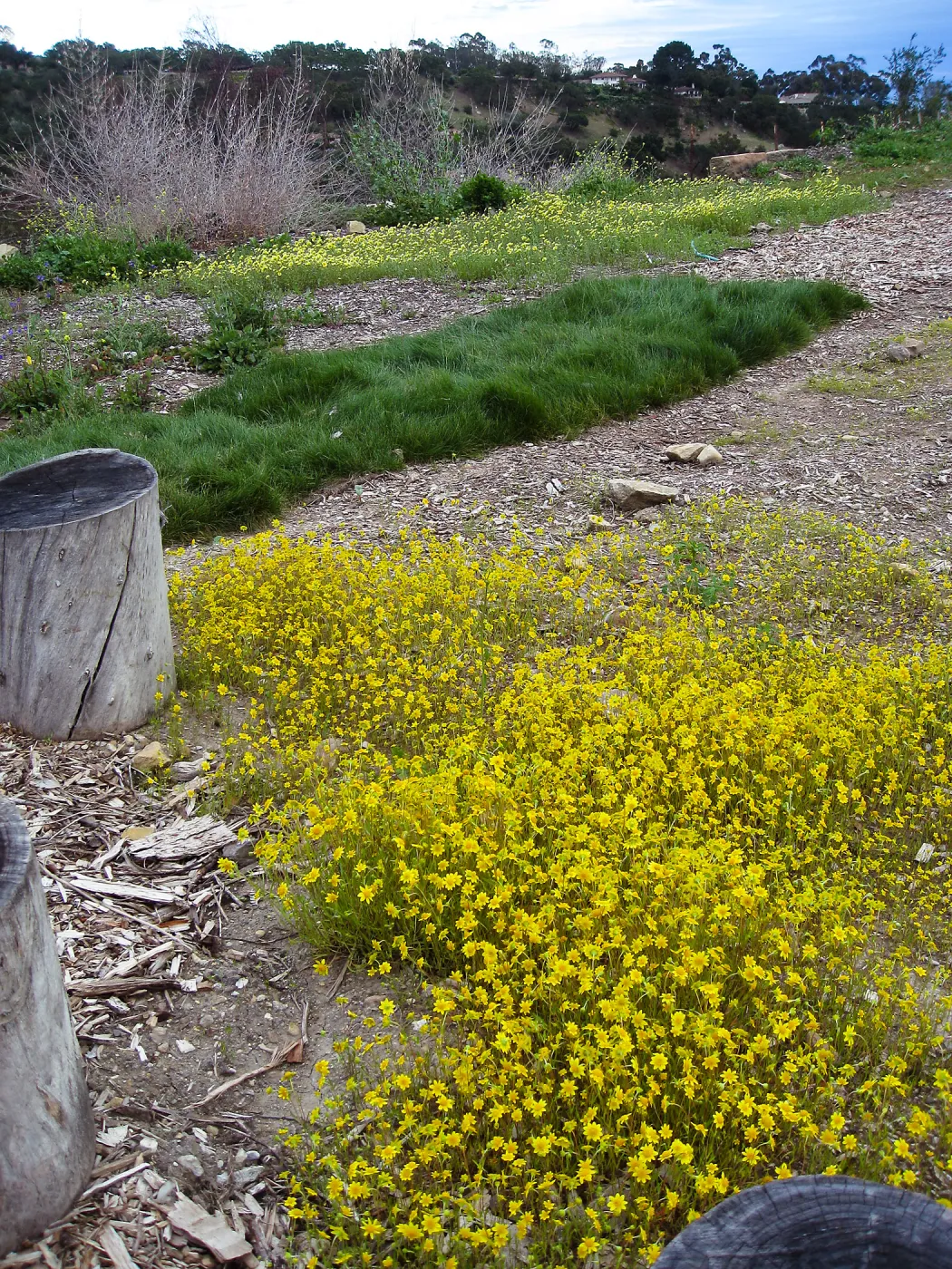 Lasthenia californica, goldfields at Gane site