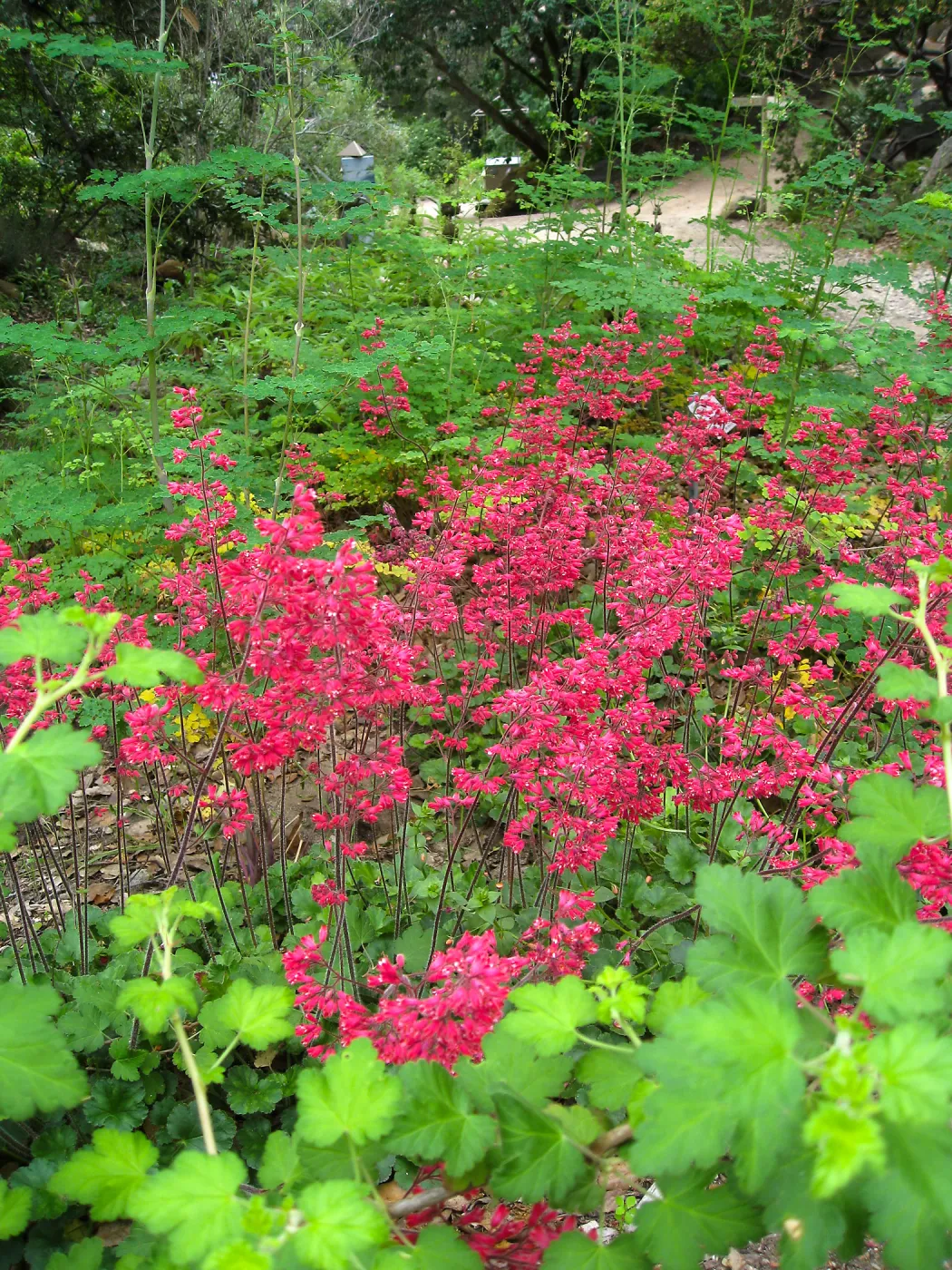 Heuchera 'Canyon Delight' in the Arroyo