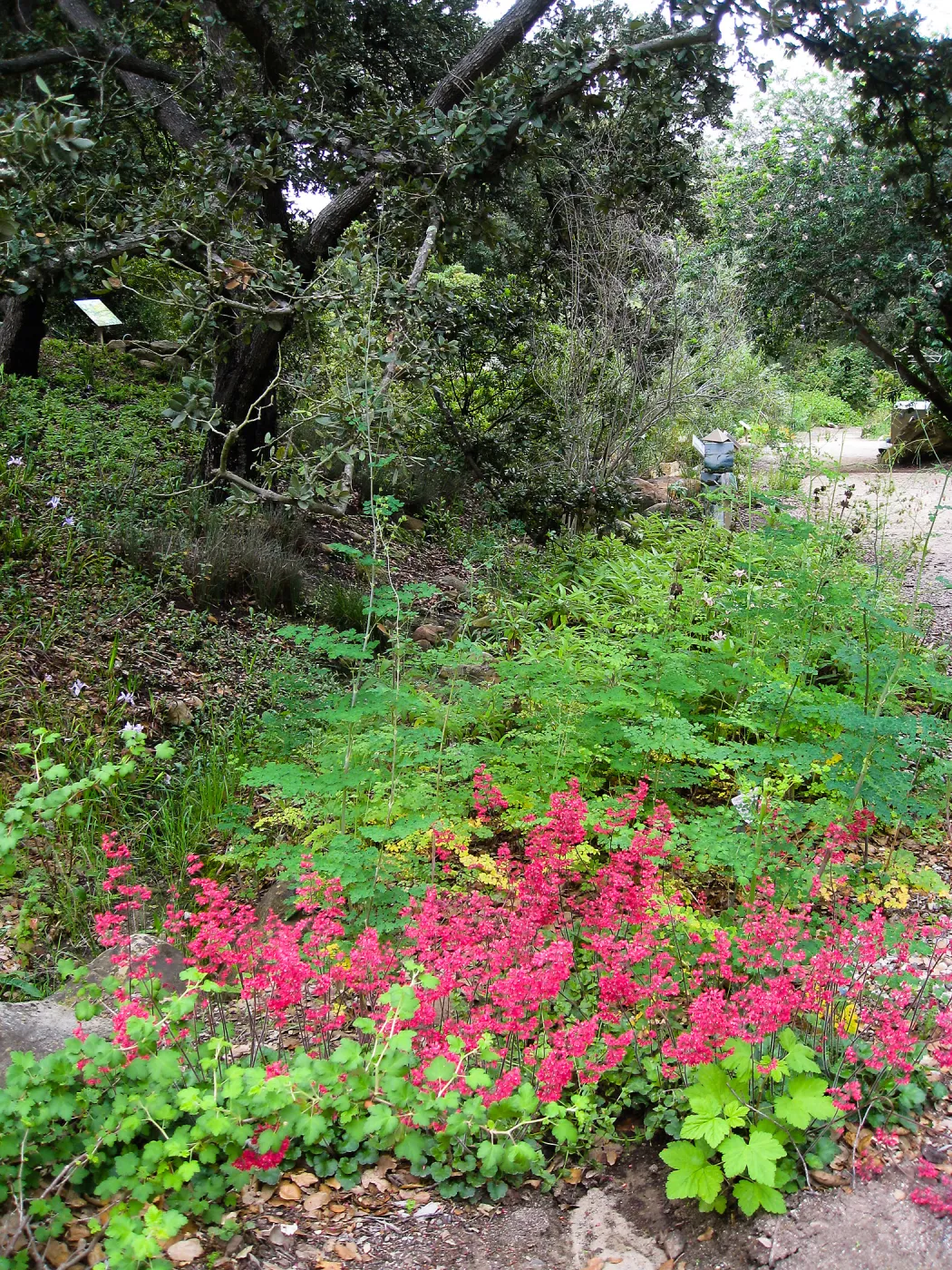Heuchera 'Canyon Delight' in the Arroyo