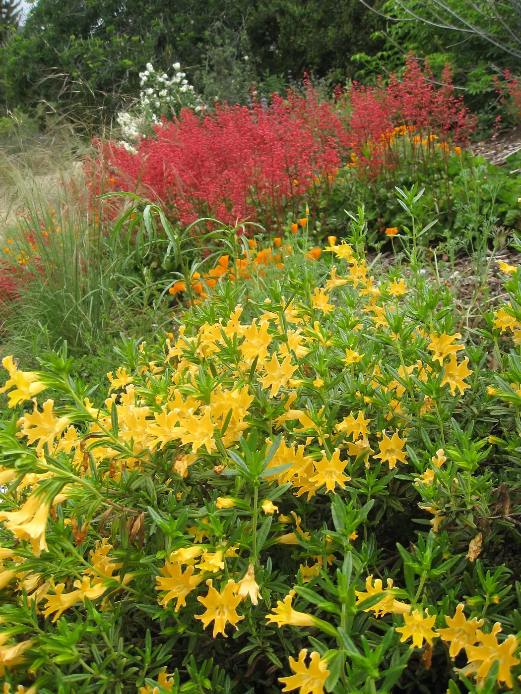 Mimulus bifidus, Heuchera 'Santa Ana Cardinal' on Parking Lot bank