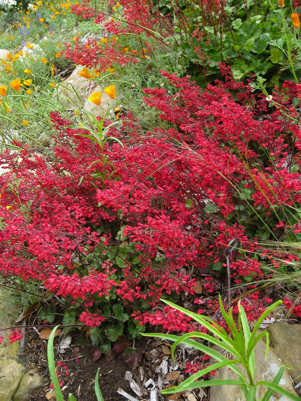 Heuchera Santa Ana Cardinal on Parking Lot Bank