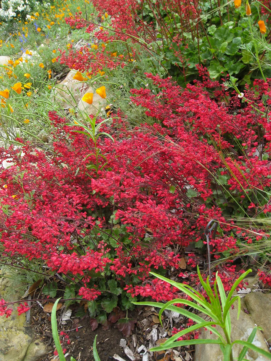 Heuchera Santa Ana Cardinal on Parking Lot Bank