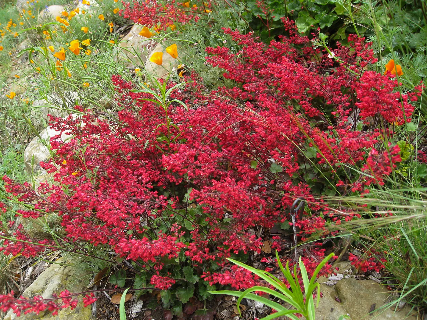 Heuchera Santa Ana Cardinal on Parking Lot Bank