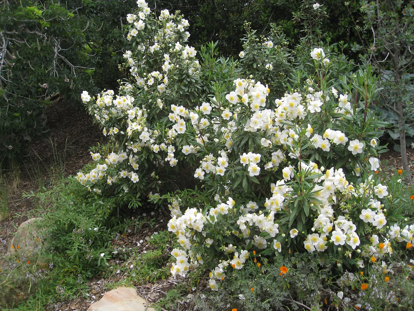 Carpenteria californica on Parking Lot Bank